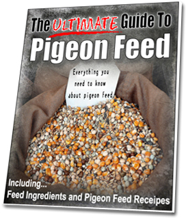 Fast Action Bonus #7 : Ultimate Guide to Pigeon Feed