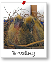 Module 4: Breeding And Mating