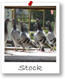 Module 2: Stock Selection & Foundation Birds